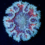 Ultra Rock Flower Anemone with brilliantly patterned appearance in a reef aquarium