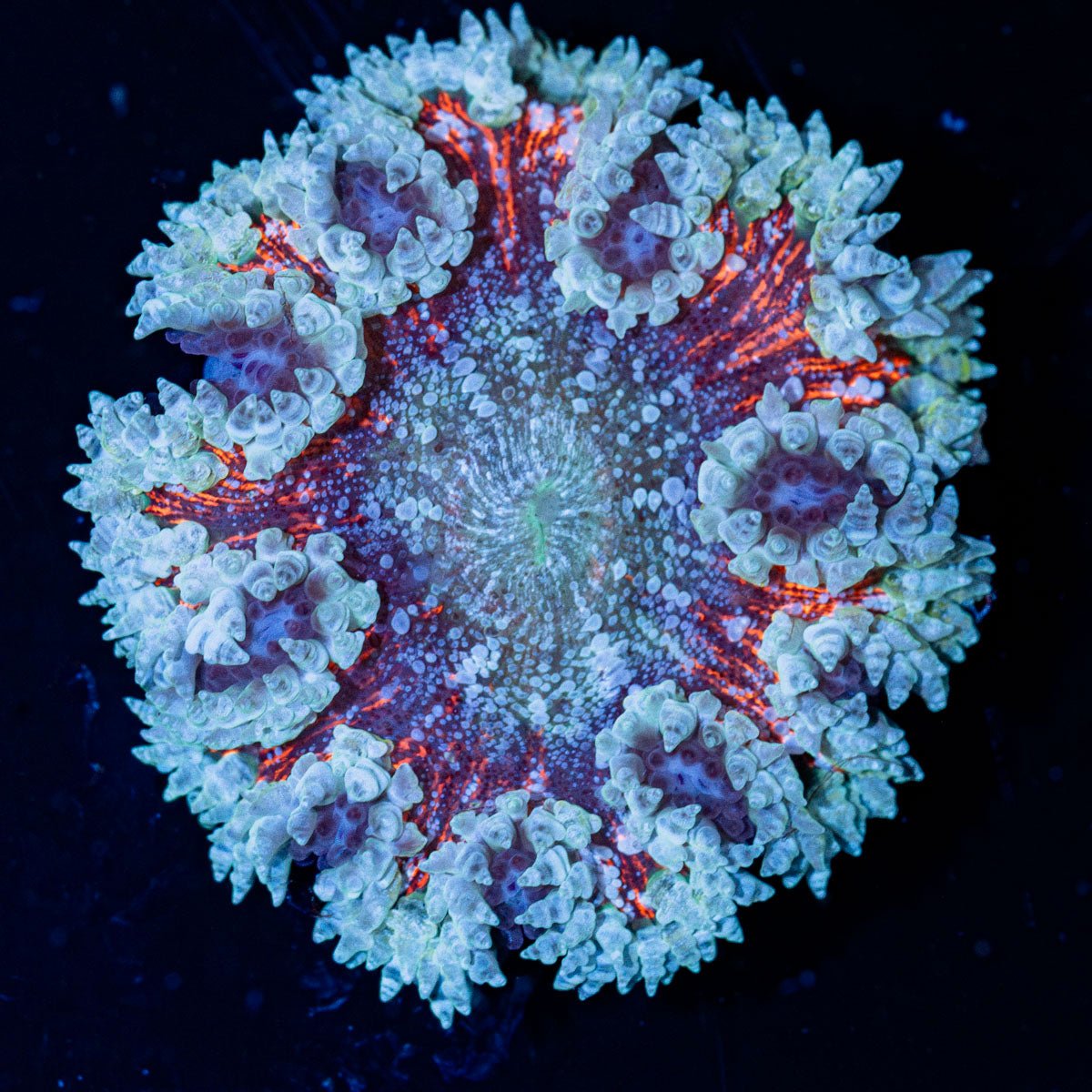 Ultra Rock Flower Anemone with brilliantly patterned appearance in a reef aquarium