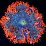 Ultra Rock Flower Anemone with brilliantly patterned appearance in a reef aquarium