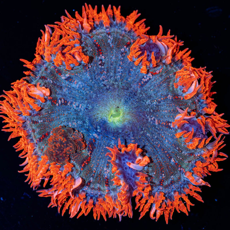 Ultra Rock Flower Anemone