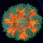Ultra Rock Flower Anemone with brilliantly patterned appearance in a saltwater aquarium