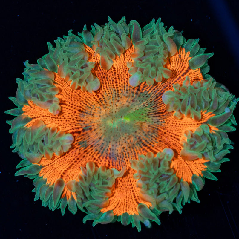 Ultra Rock Flower Anemone