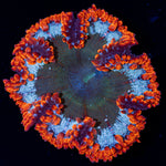 Ultra Rock Flower Anemone with brilliantly patterned appearance in a reef aquarium