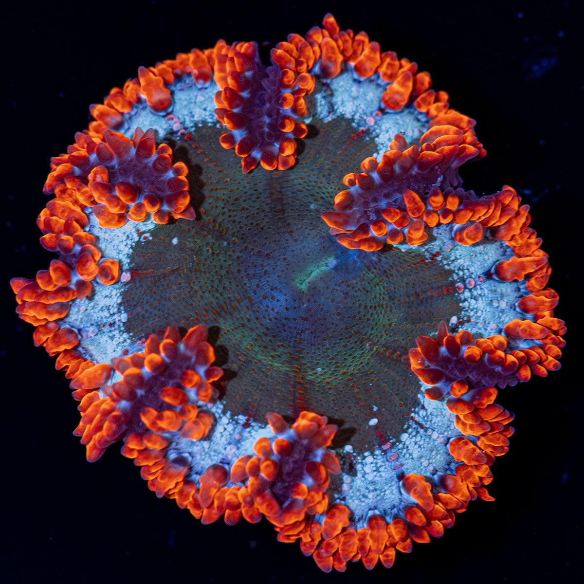 Ultra Rock Flower Anemone with brilliantly patterned appearance in a reef aquarium