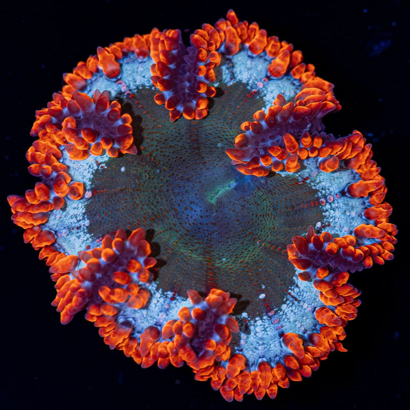Ultra Rock Flower Anemone