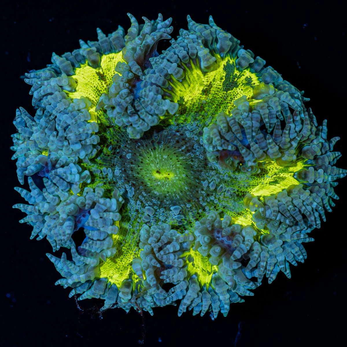 Ultra Rock Flower Anemone with brilliantly patterned appearance in a reef aquarium