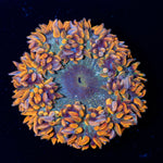 Ultra Rock Flower Anemone with brilliantly patterned appearance in a reef aquarium