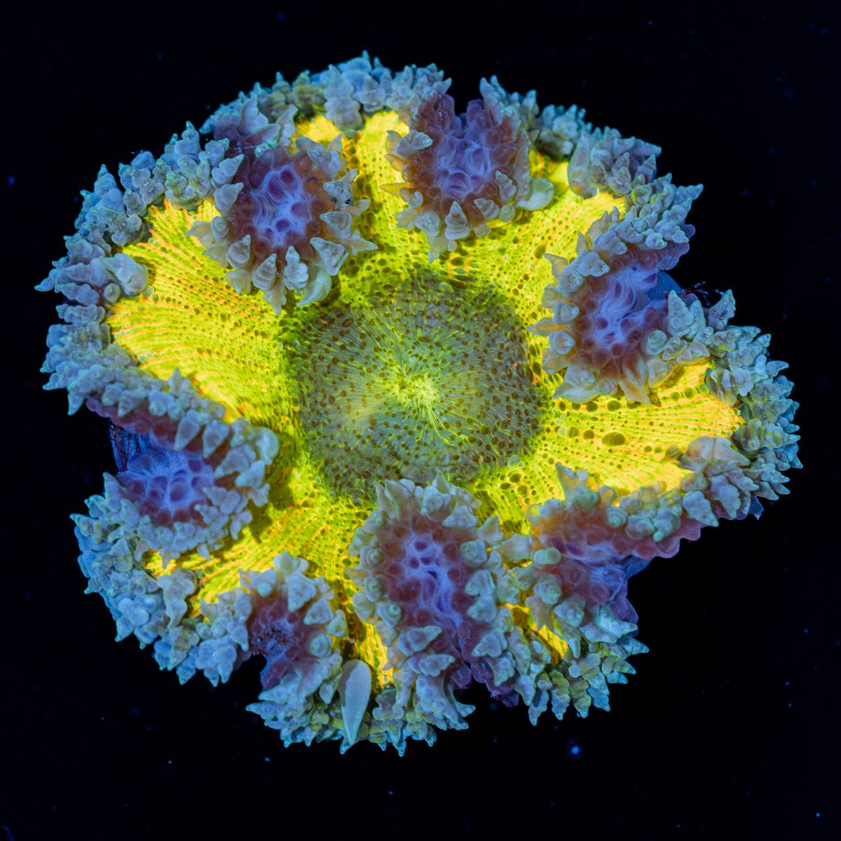Ultra Rock Flower Anemone with brilliantly patterned appearance in a reef aquarium