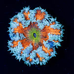 Ultra Rock Flower Anemone with brilliantly patterned appearance in a reef aquarium