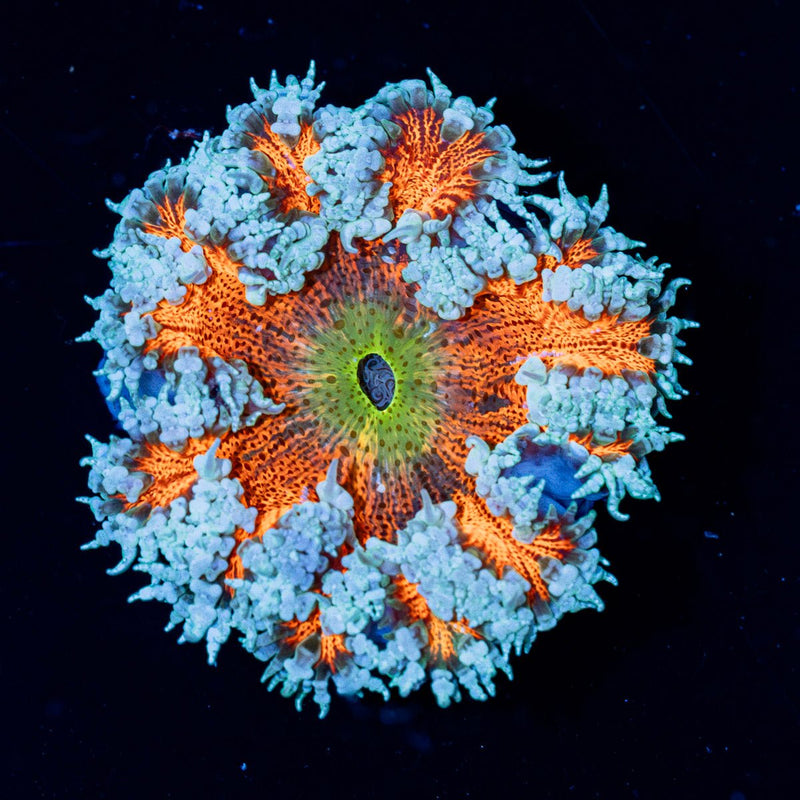 Ultra Rock Flower Anemone