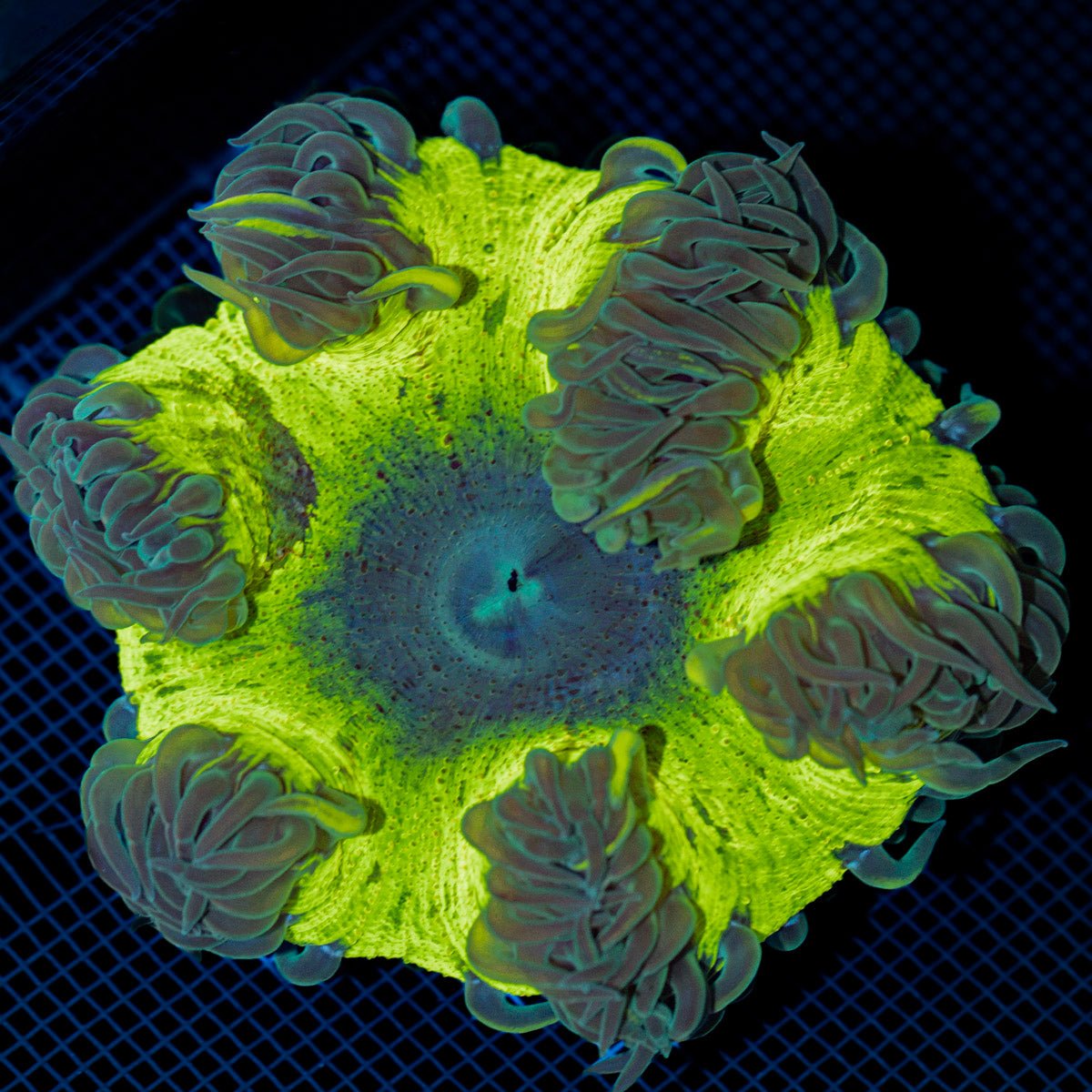 Ultra Rock Flower Anemone with colorful oral disc in reef aquarium