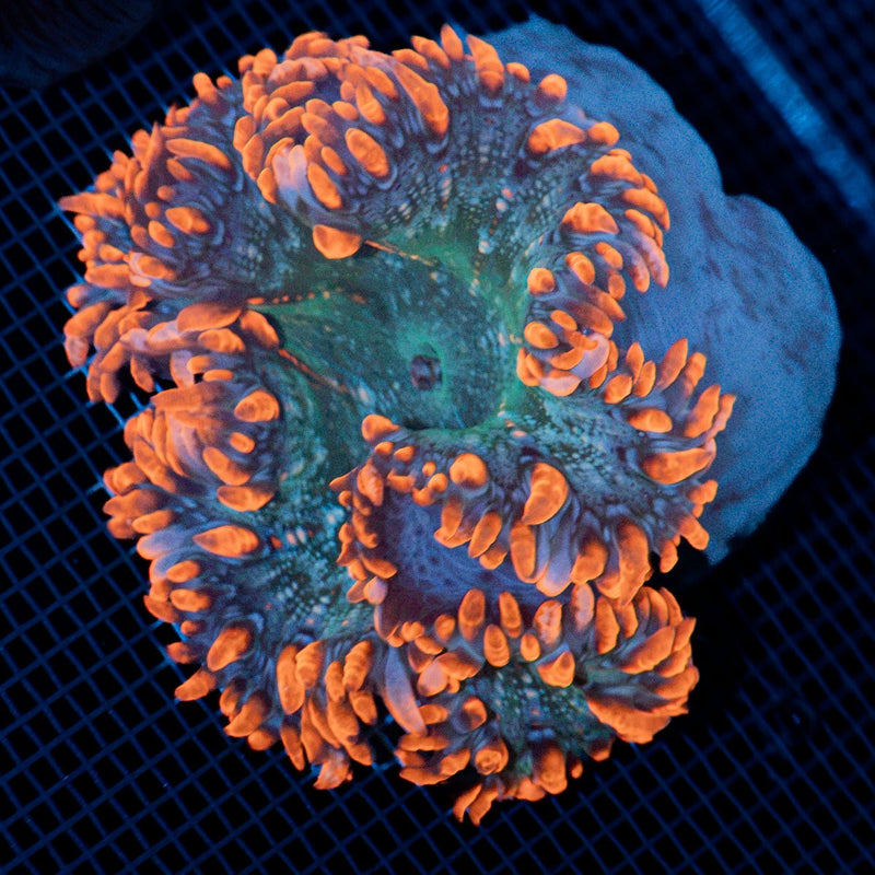 Ultra Rock Flower Anemone with colorful oral disc in reef aquarium