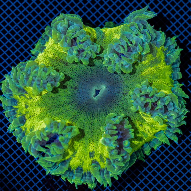 Ultra Rock Flower Anemone with colorful oral disc in reef aquarium