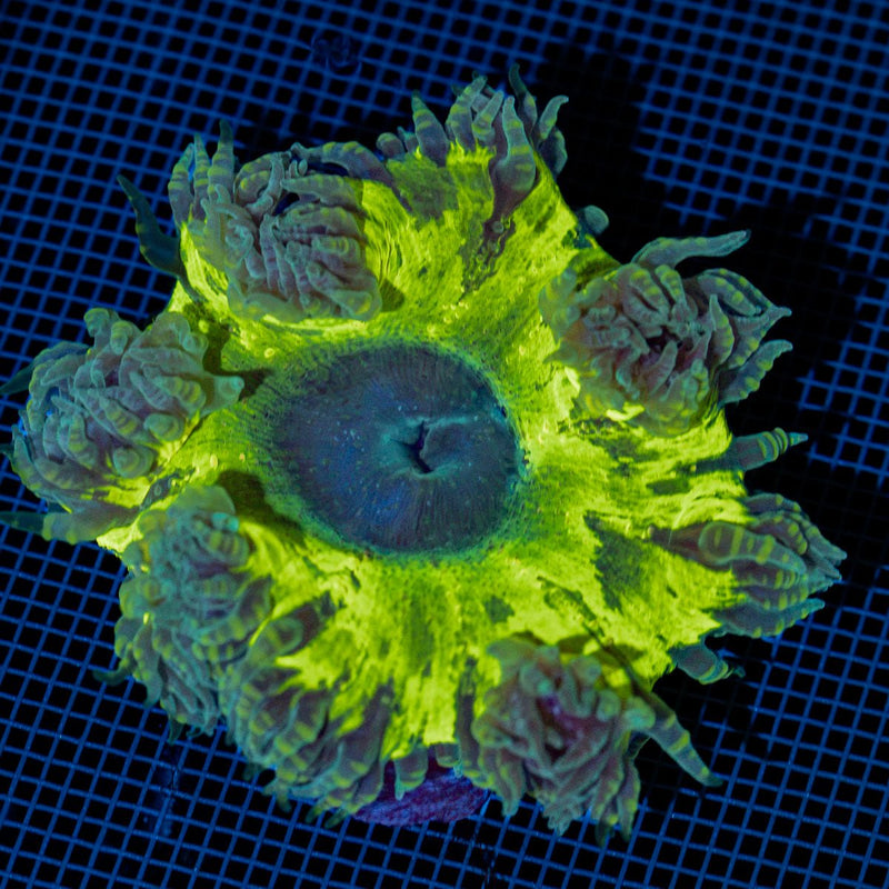 Ultra Rock Flower Anemone with colorful oral disc in reef aquarium