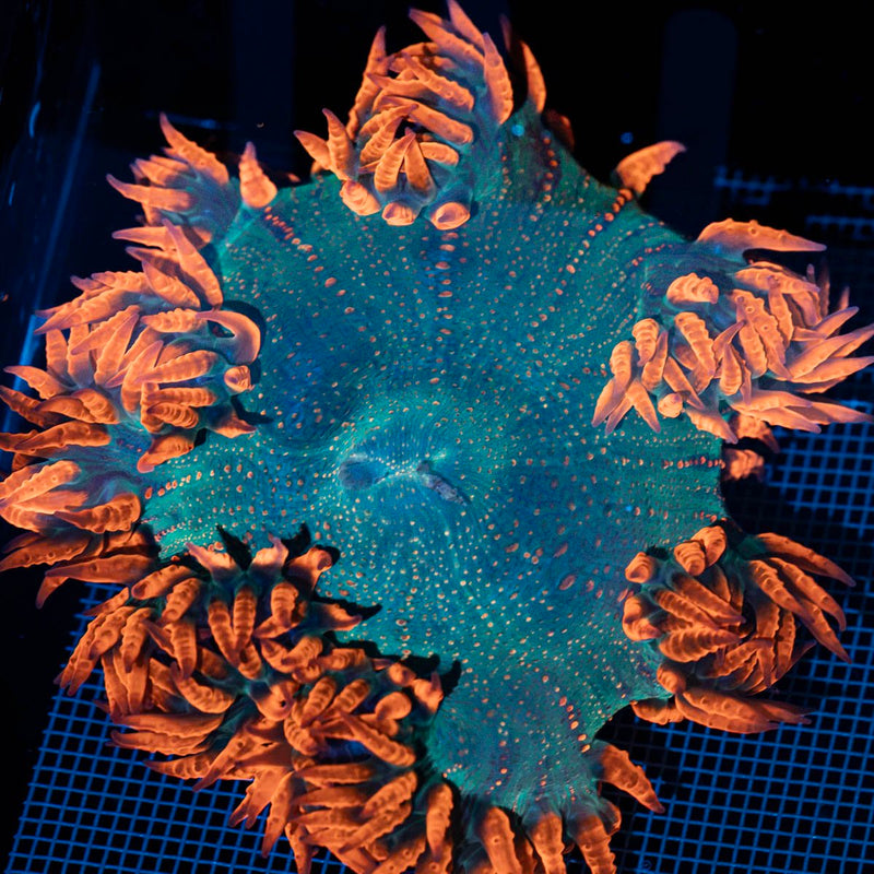 Ultra Rock Flower Anemone with colorful oral disc in reef aquarium
