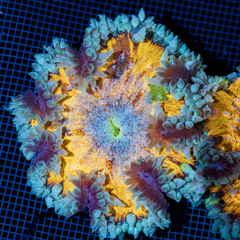 Ultra Rock Flower Anemone with colorful oral disc in reef aquarium
