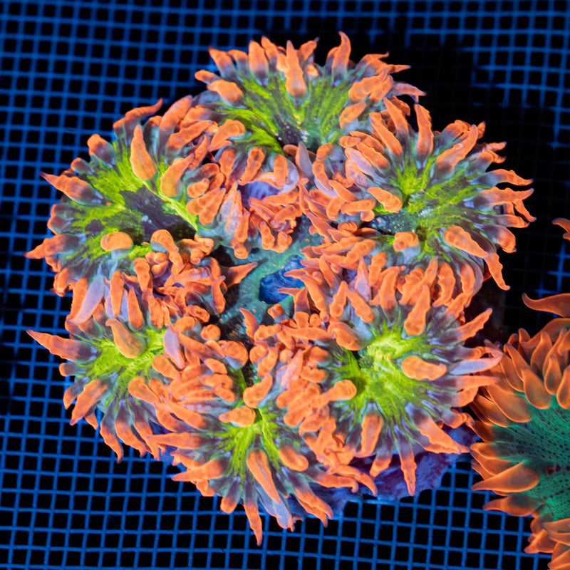 Ultra Rock Flower Anemone with colorful oral disc in reef aquarium