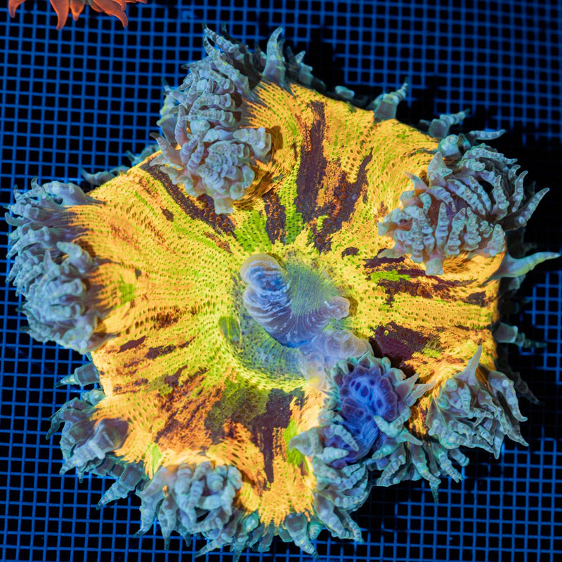 Ultra Rock Flower Anemone with colorful oral disc in reef aquarium