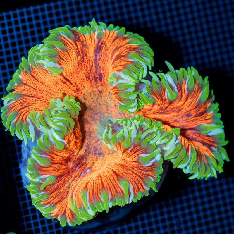 Ultra Rock Flower Anemone with colorful oral disc in reef aquarium