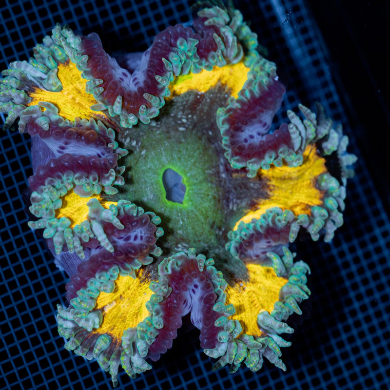 Ultra Rock Flower Anemone with colorful oral disc in reef aquarium