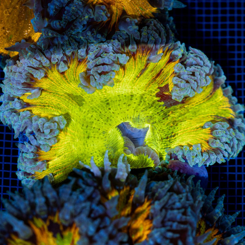 Ultra Rock Flower Anemone with colorful oral disc in reef aquarium