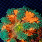 Ultra Rock Flower Anemone with colorful oral disc in reef aquarium