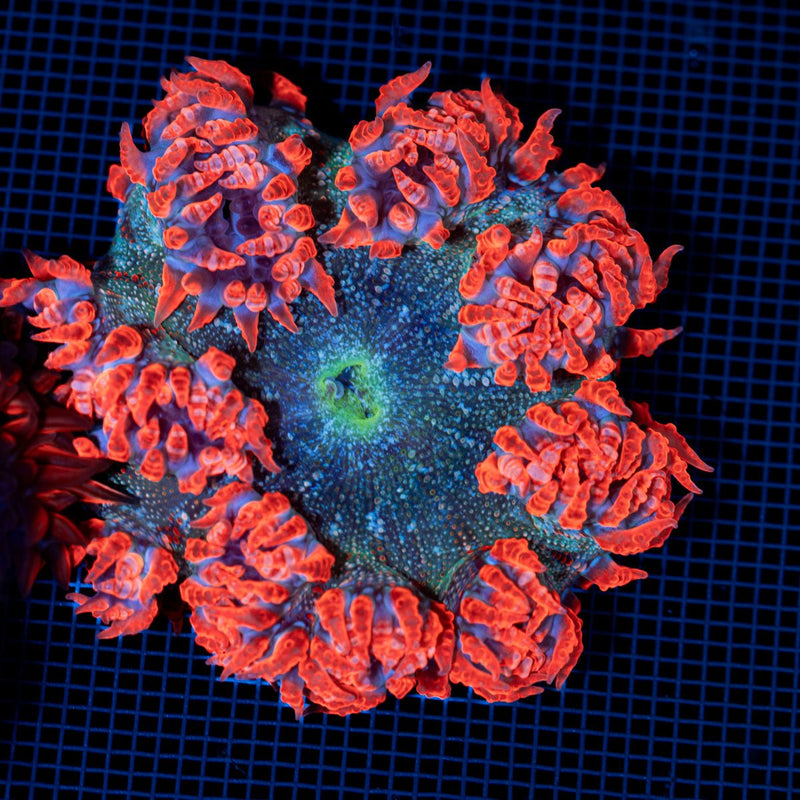 Ultra Rock Flower Anemone with colorful oral disc in reef aquarium