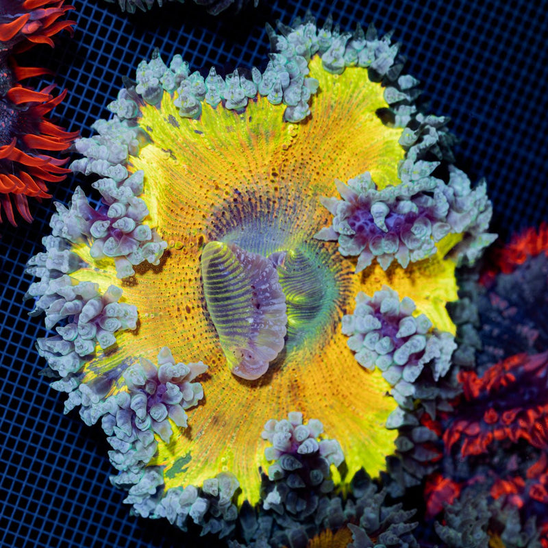 Ultra Rock Flower Anemone with colorful oral disc in reef aquarium