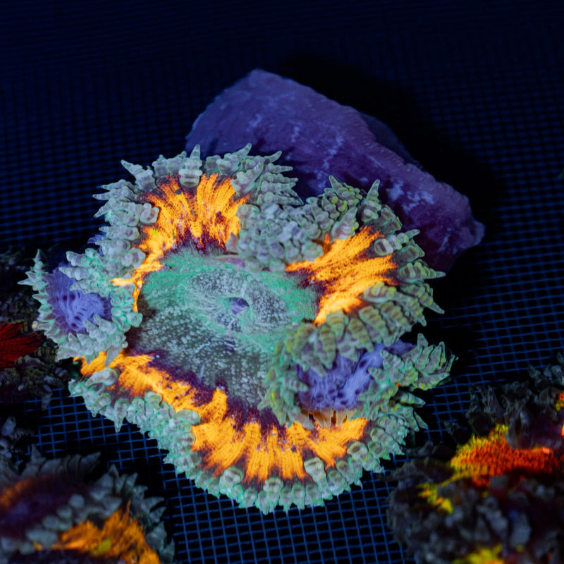Ultra Rock Flower Anemone with colorful oral disc in reef aquarium