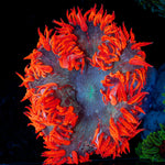 Ultra Rock Flower Anemone with colorful oral disc in reef aquarium