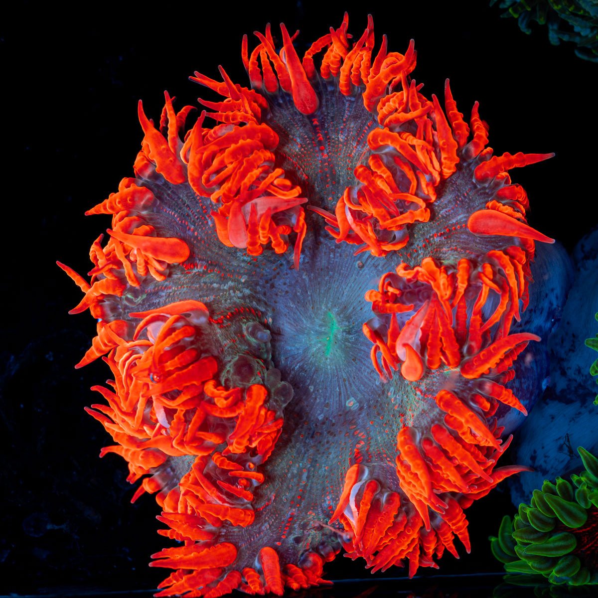 Ultra Rock Flower Anemone with colorful oral disc in reef aquarium