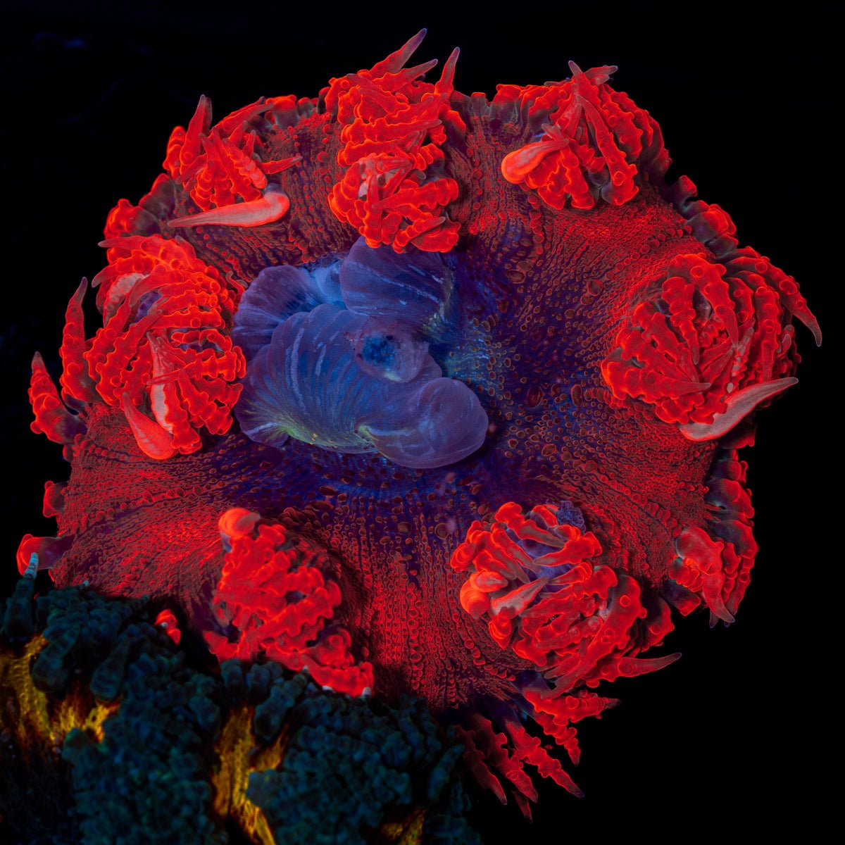 Ultra Rock Flower Anemone with colorful oral disc in reef aquarium