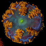 Ultra Rock Flower Anemone with colorful oral disc in reef aquarium