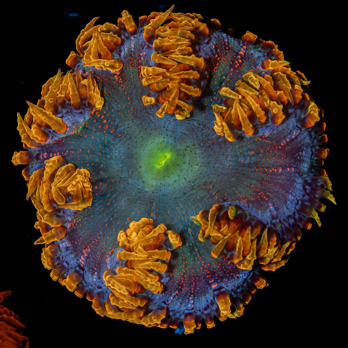 Ultra Rock Flower Anemone with colorful oral disc in reef aquarium