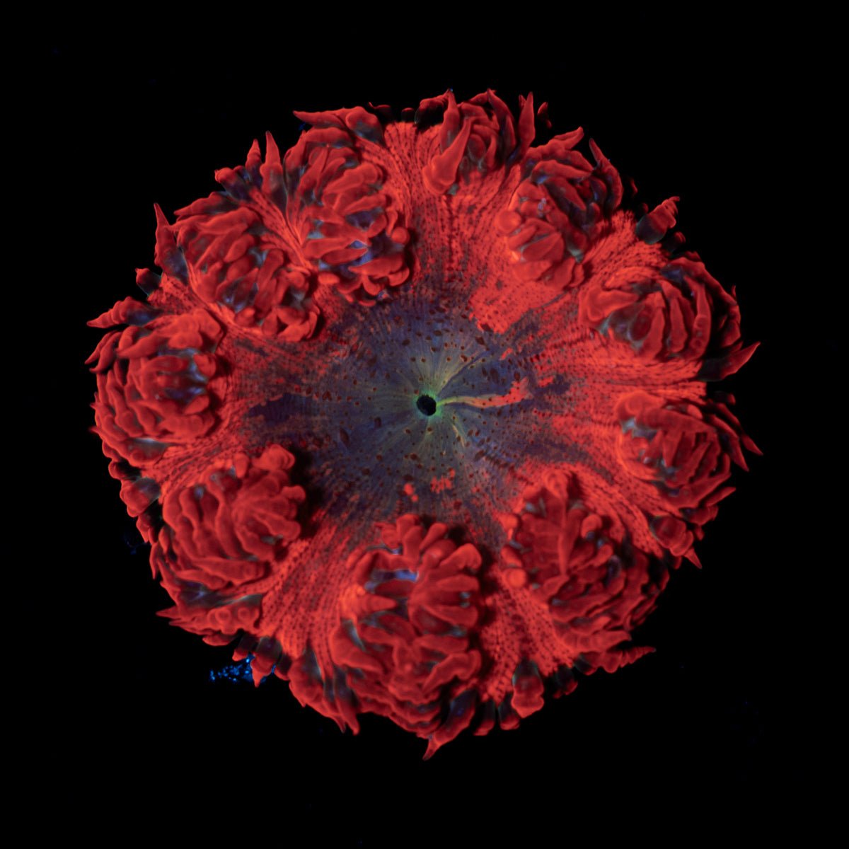 Ultra Rock Flower Anemone with colorful oral disc in reef aquarium