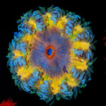Ultra Rock Flower Anemone with colorful oral disc in reef aquarium