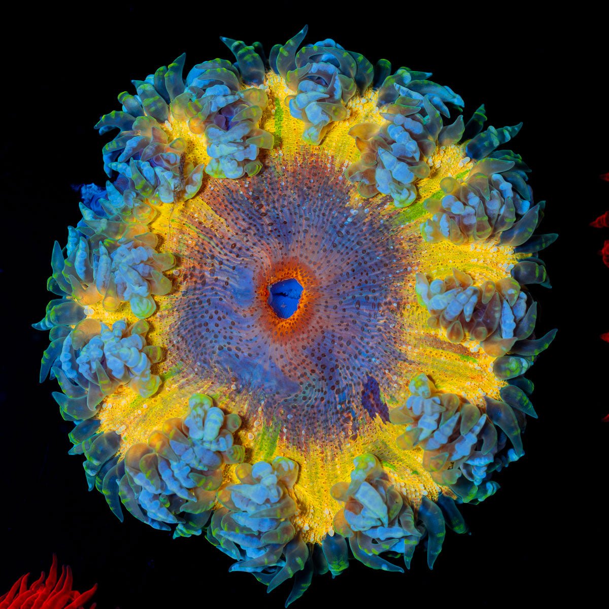 Ultra Rock Flower Anemone with colorful oral disc in reef aquarium