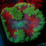 Ultra Rock Flower Anemone with colorful oral disc in reef aquarium