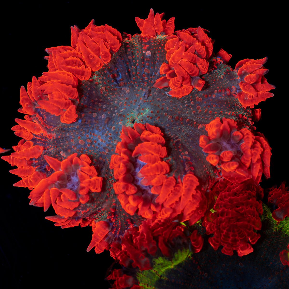Ultra Rock Flower Anemone with colorful oral disc in reef aquarium