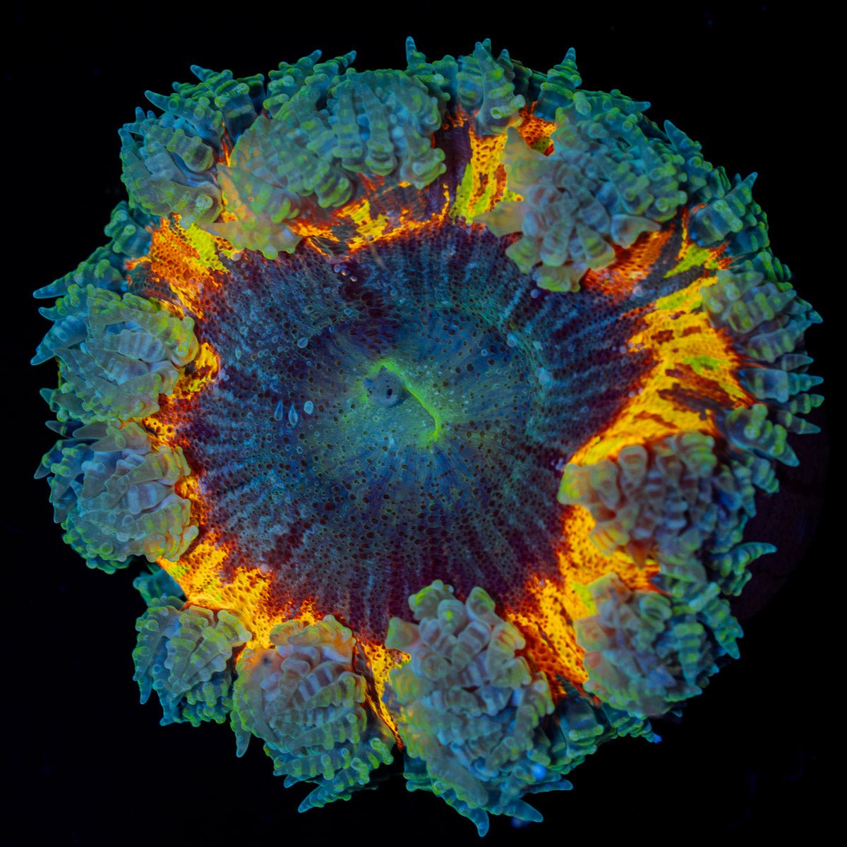 Ultra Rock Flower Anemone with colorful oral disc in reef aquarium