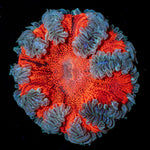 Ultra Rock Flower Anemone with colorful oral disc in reef aquarium