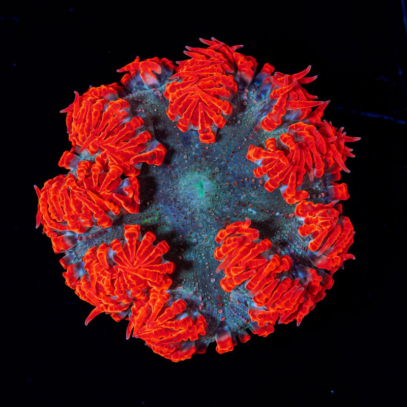 Ultra Rock Flower Anemone with colorful oral disc in reef aquarium