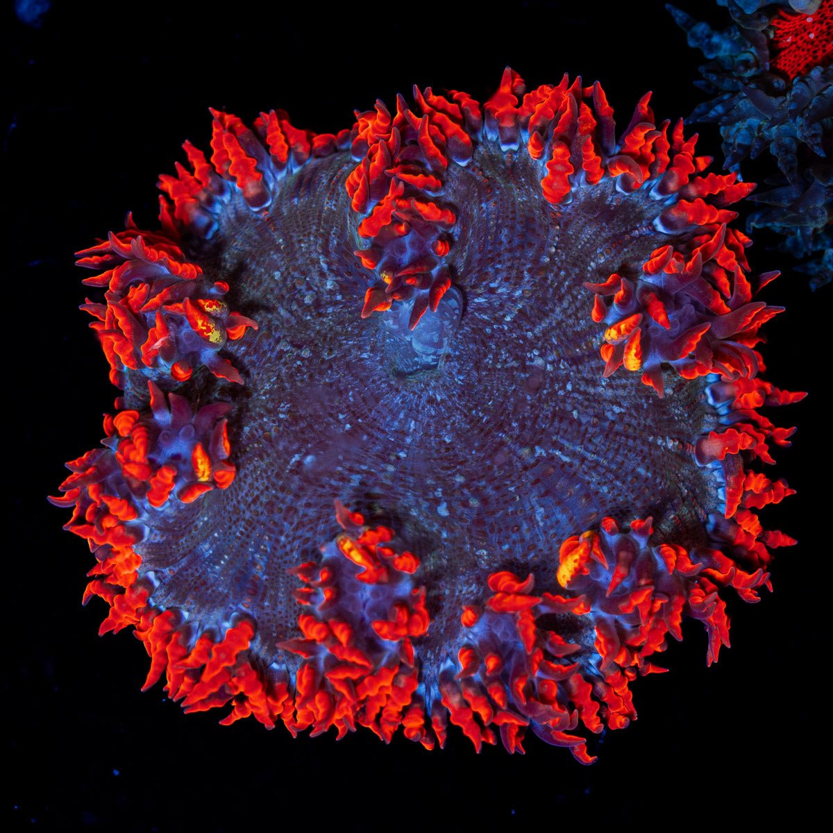 Ultra Rock Flower Anemone with colorful oral disc in reef aquarium