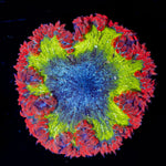 Ultra Rock Flower Anemone with colorful oral disc in reef aquarium