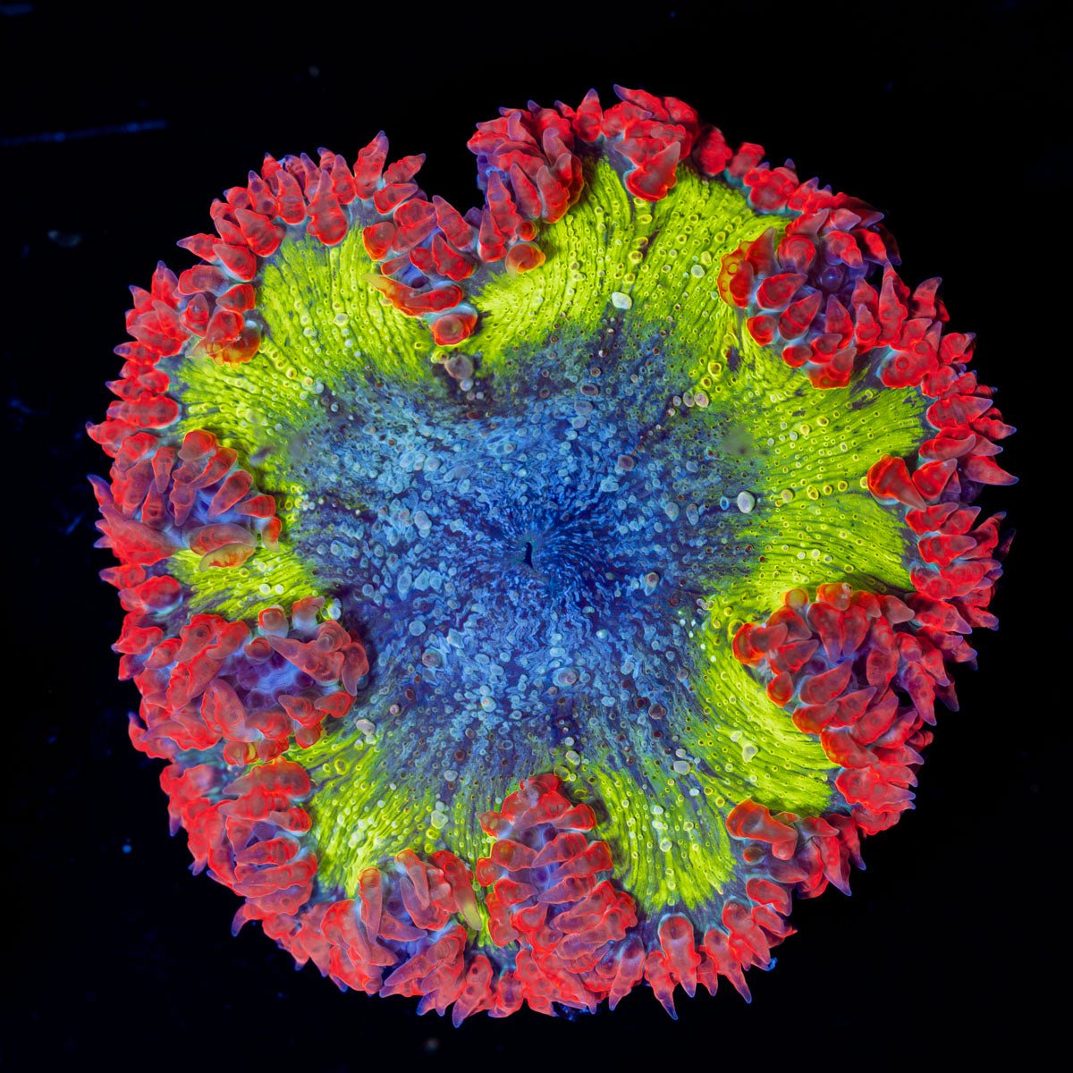 Ultra Rock Flower Anemone with colorful oral disc in reef aquarium