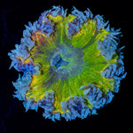 Ultra Rock Flower Anemone with colorful oral disc in reef aquarium