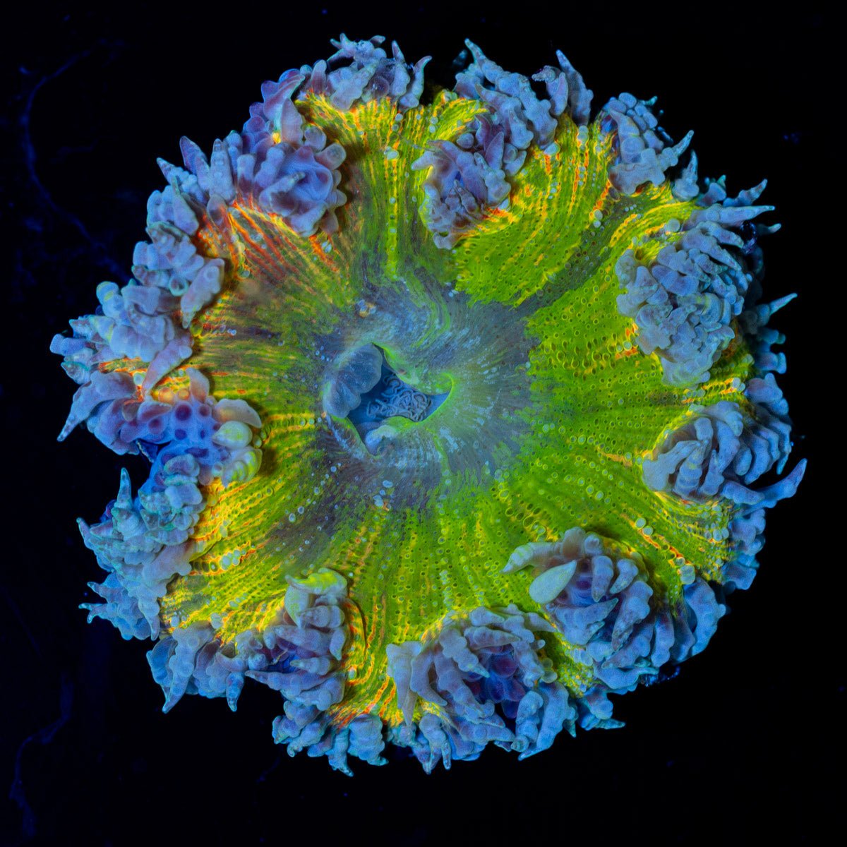 Ultra Rock Flower Anemone with colorful oral disc in reef aquarium