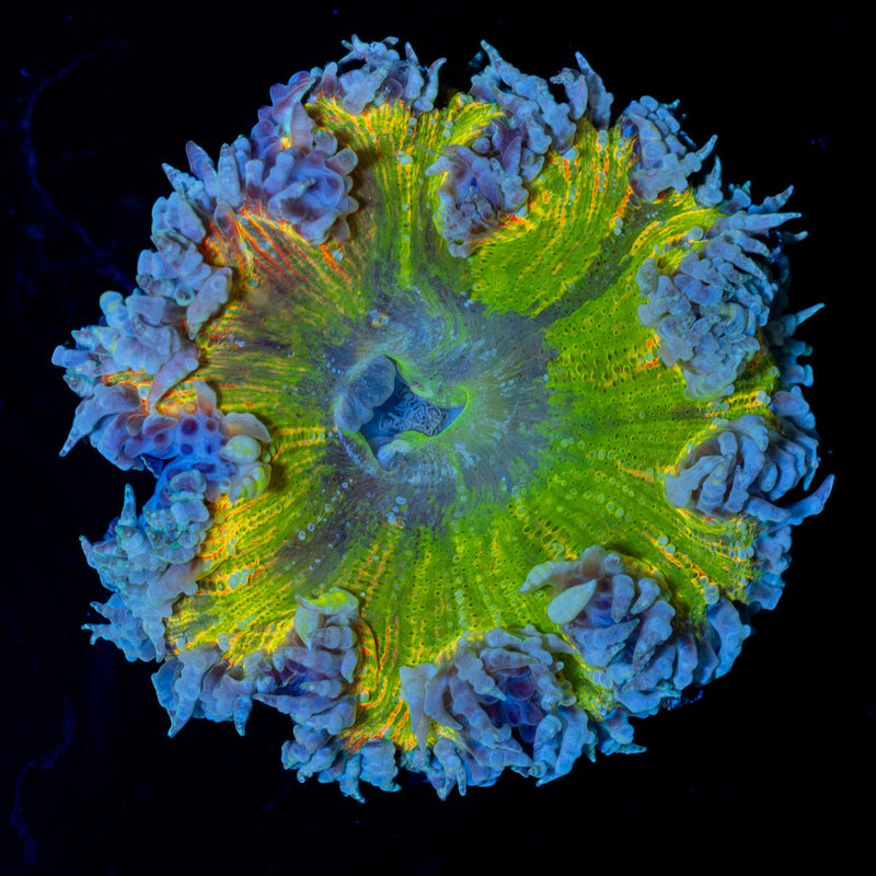 Ultra Rock Flower Anemone with colorful oral disc in reef aquarium