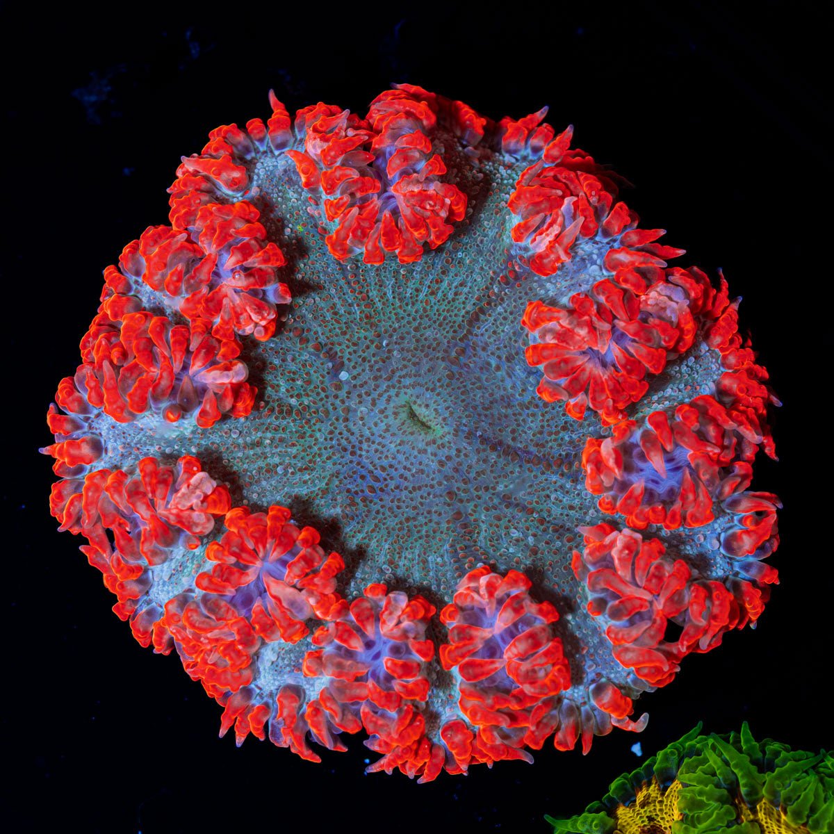 Ultra Rock Flower Anemone with colorful oral disc in reef aquarium
