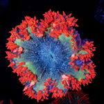 Ultra Rock Flower Anemone with colorful oral disc in reef aquarium